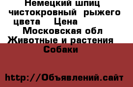 Немецкий шпиц (чистокровный, рыжего цвета) › Цена ­ 25 000 - Московская обл. Животные и растения » Собаки   